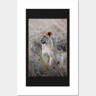 Young Lion in the Grass, Maasai Mara, Kenya Posters and Art